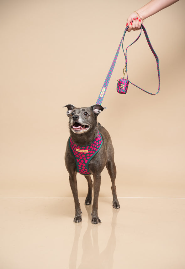 Polka Dogz - Reversible Dog Harness