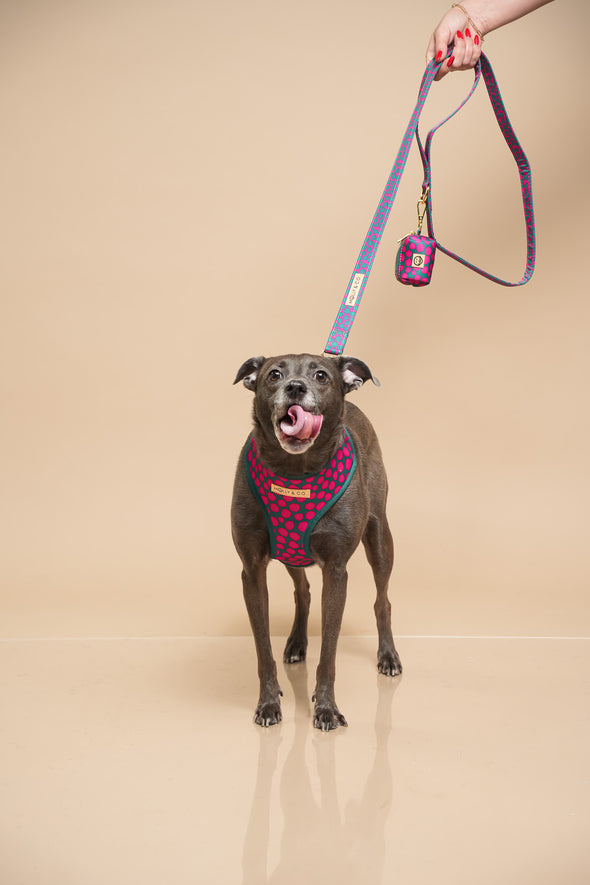 Polka Dogz - Reversible Dog Harness