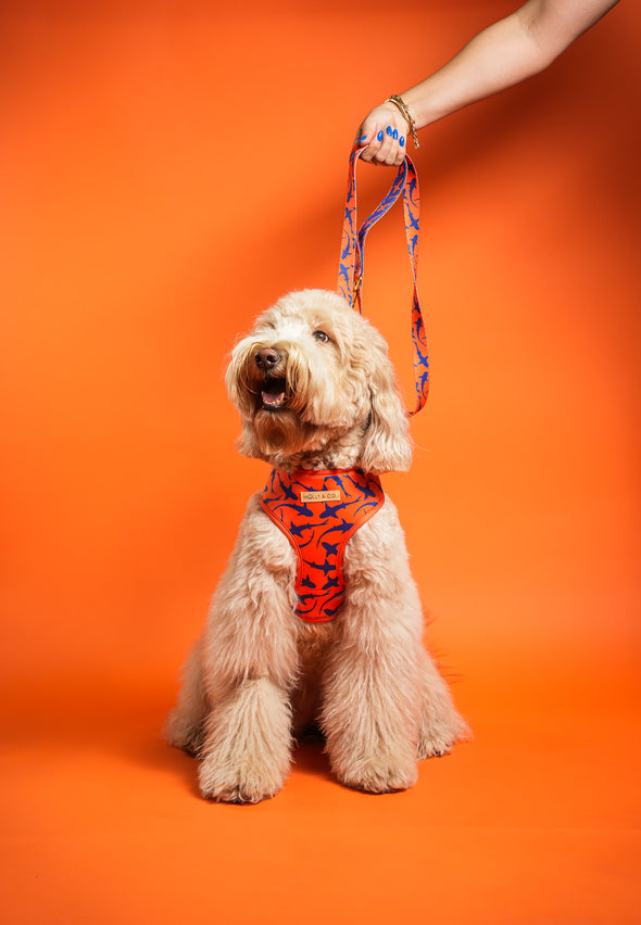 Sharks - Reversible Dog Harness