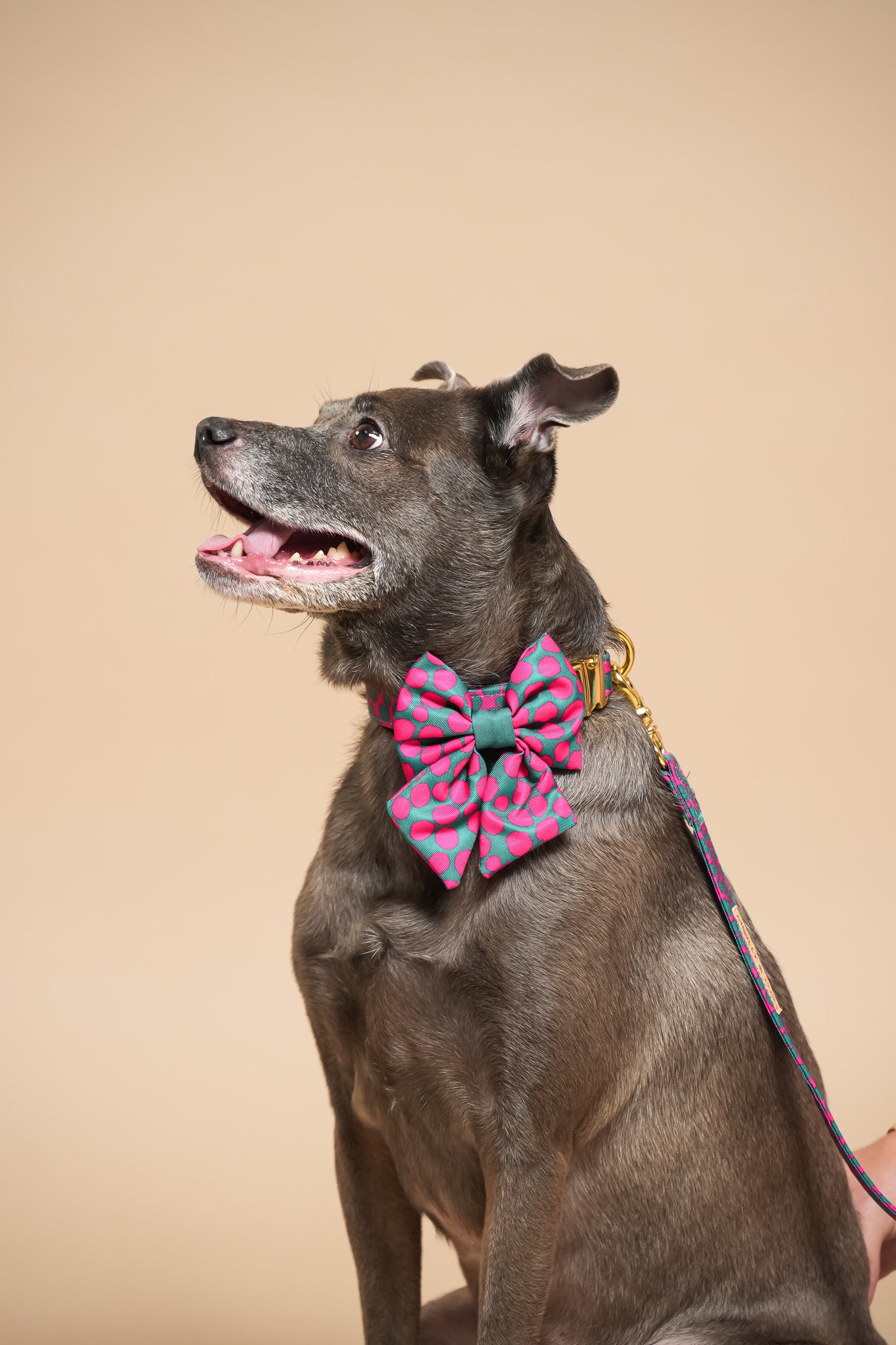 Polka Dogz - Dog Sailor Bowtie