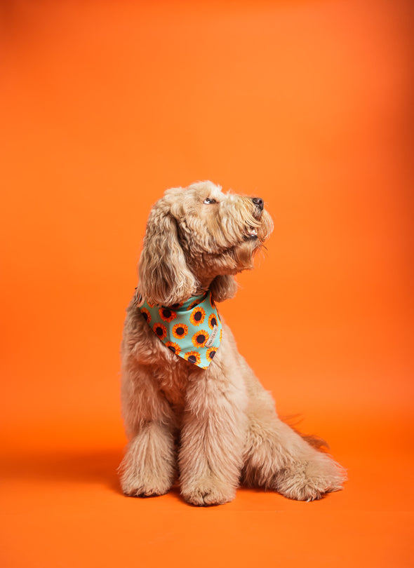 Sunflowers - Reversible Dog Bandana