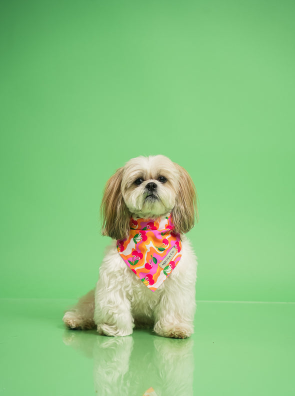 Sweet Cherry - Reversible Dog Bandana