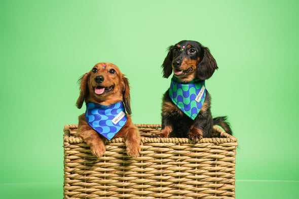 Forest - Reversible Dog Bandana