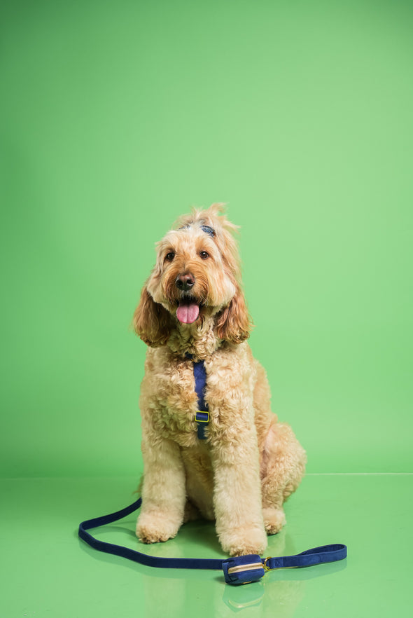 Royal Velvet - Adjustable Strap Dog Harness