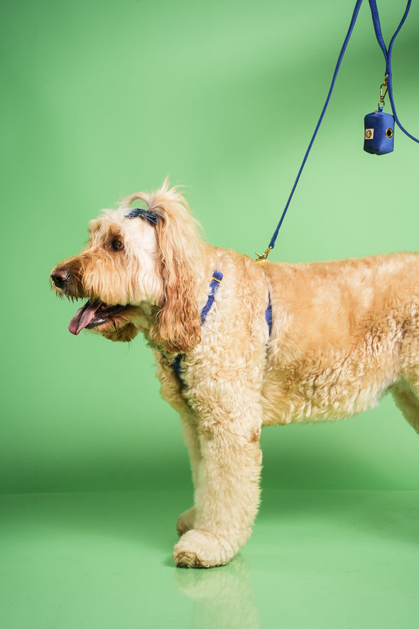 Royal Velvet - Adjustable Strap Dog Harness