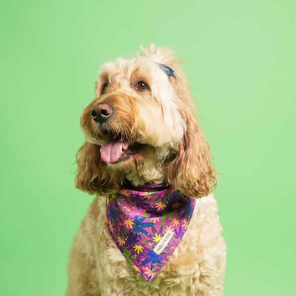 CannaPaws - Reversible Dog Bandana