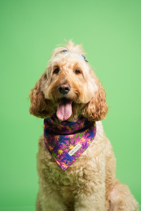 CannaPaws - Reversible Dog Bandana