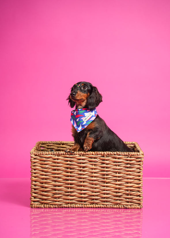 Amore - Reversible Dog Bandana