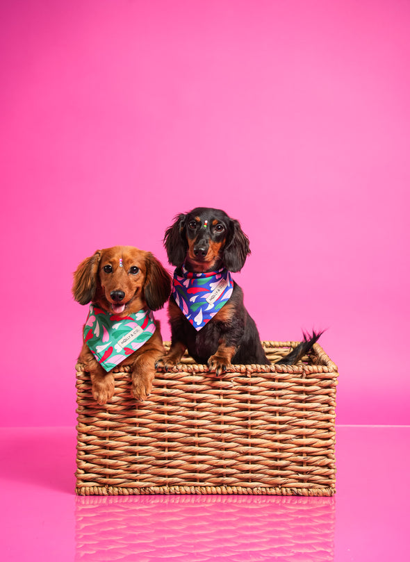 Amore - Reversible Dog Bandana