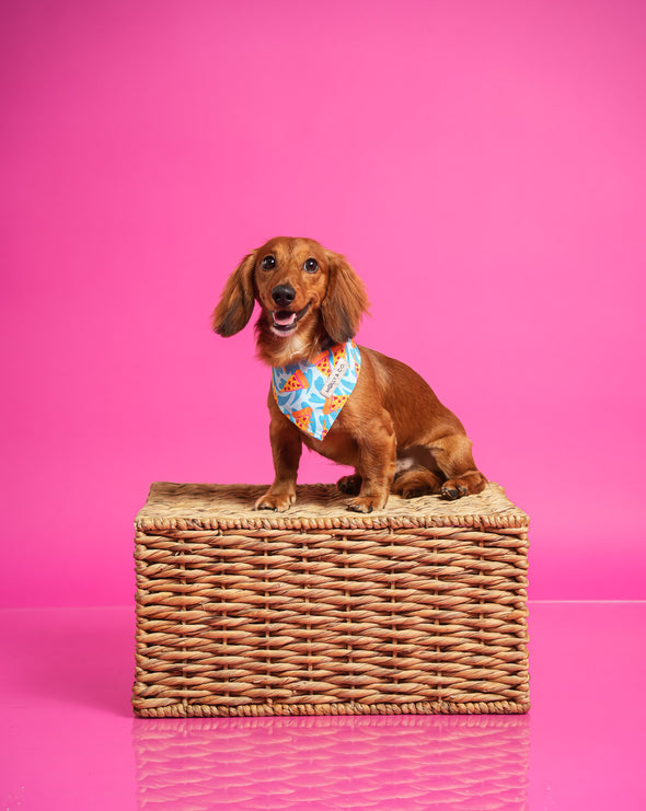 Pizza Lover - Reversible Dog Bandana