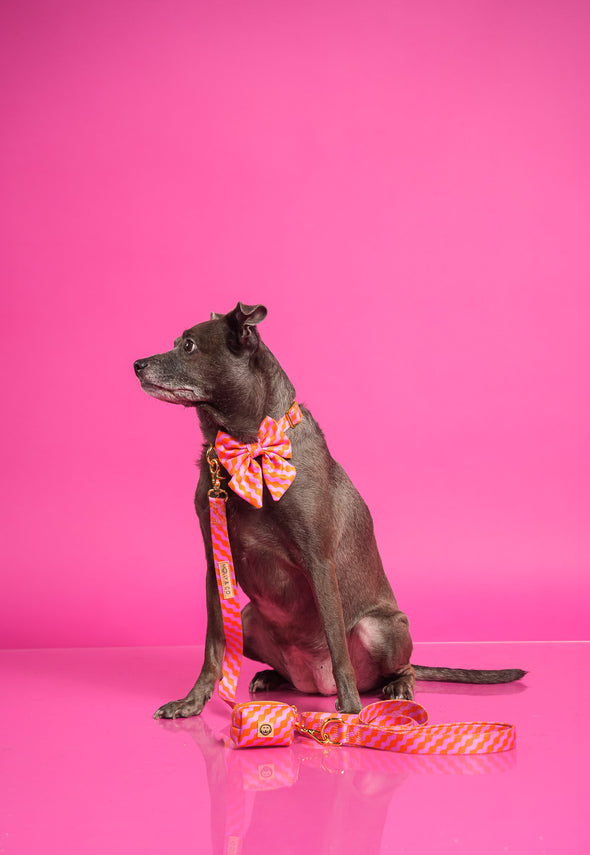 Mango - Dog Collar