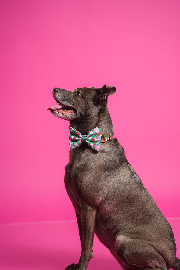 Amore - Dog Collar