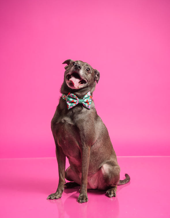 Amore - Dog Bowtie