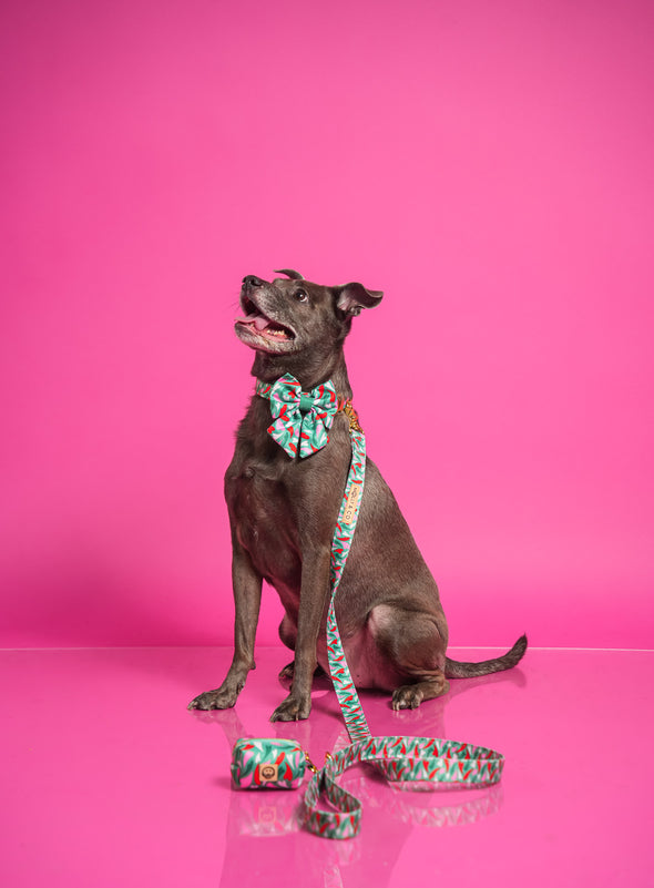 Amore - Dog Collar