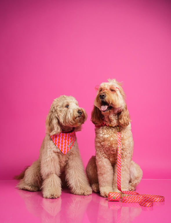 Mango - Reversible Dog Bandana