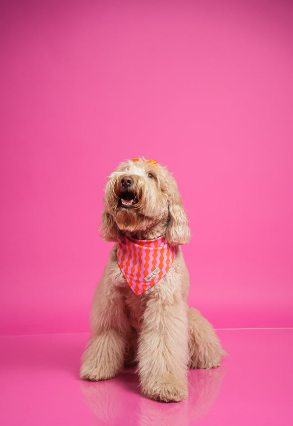 Mango - Reversible Dog Bandana