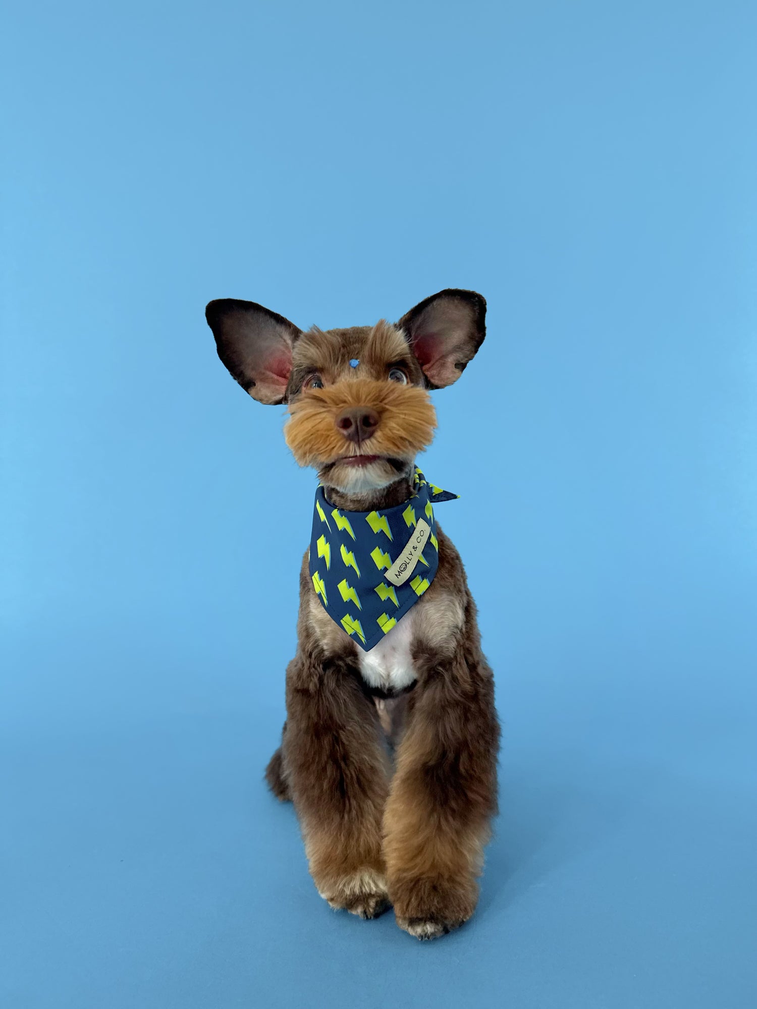 Bolt - Dog Bandana