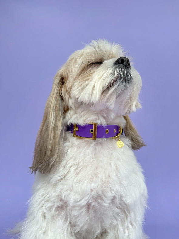 Purple Haze - Splashproof Dog Collar