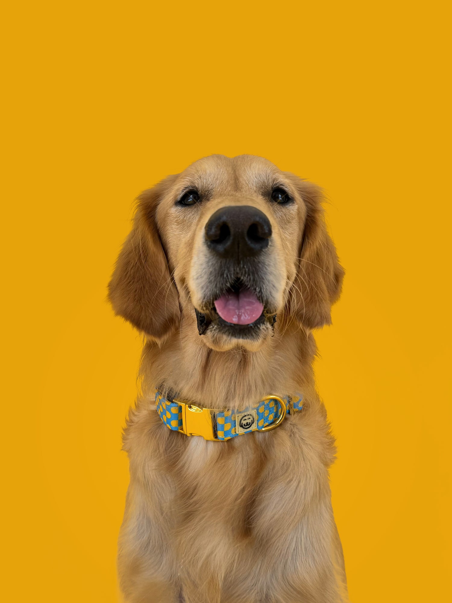 Sunrise - Adjustable Dog Collar