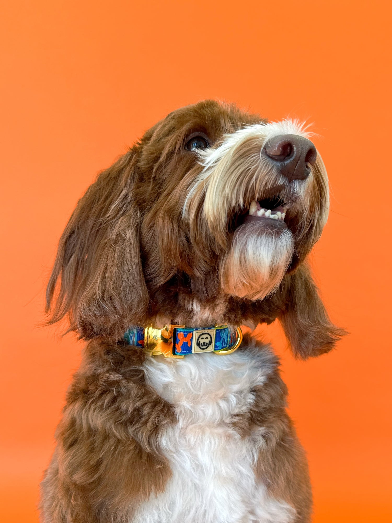 Neon Pop - Dog Collar