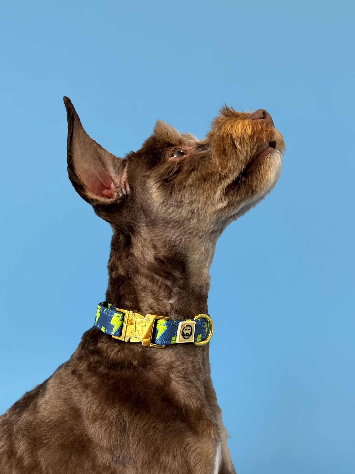 Bolt - Dog Collar