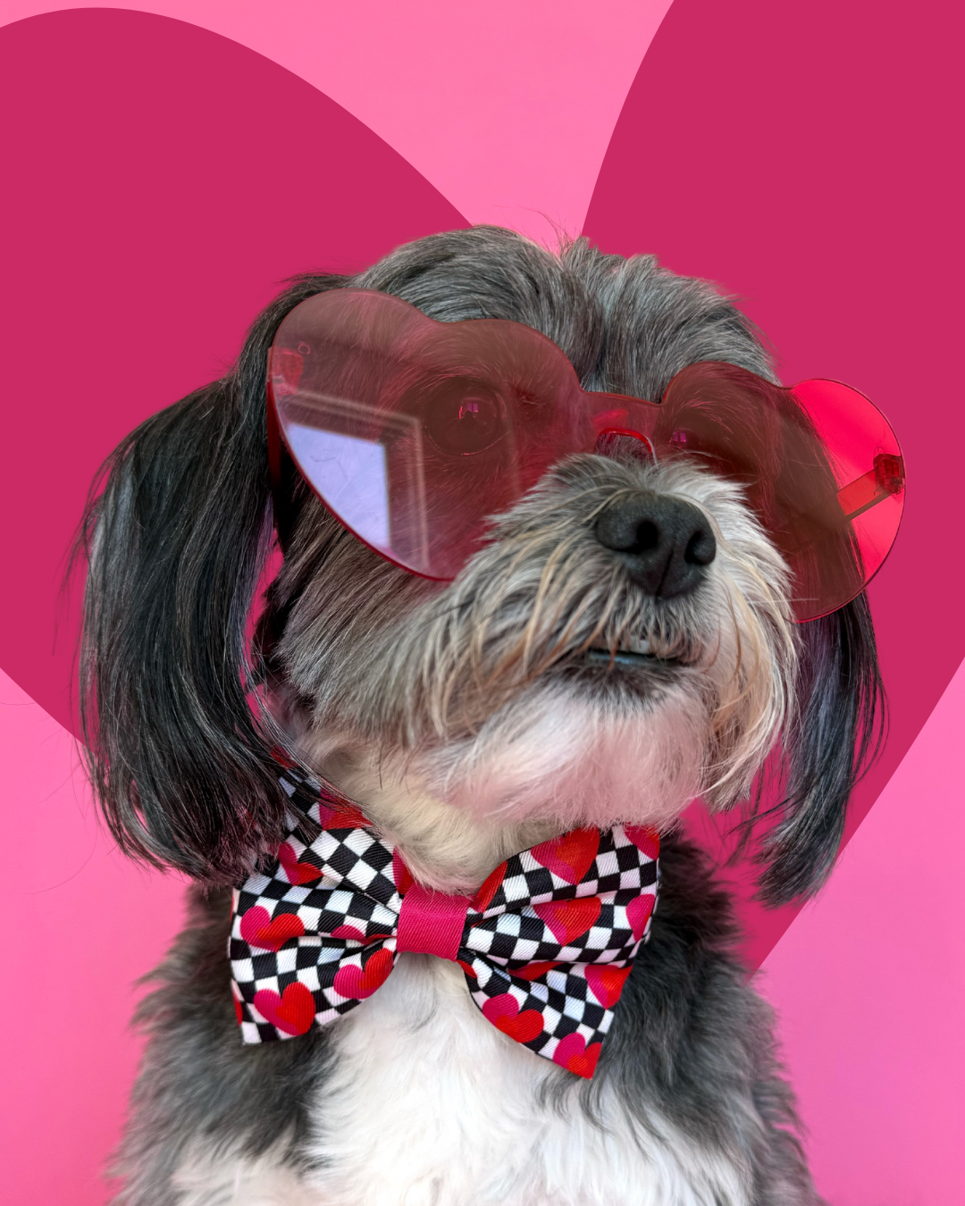 Lovebug - Dog Bowtie