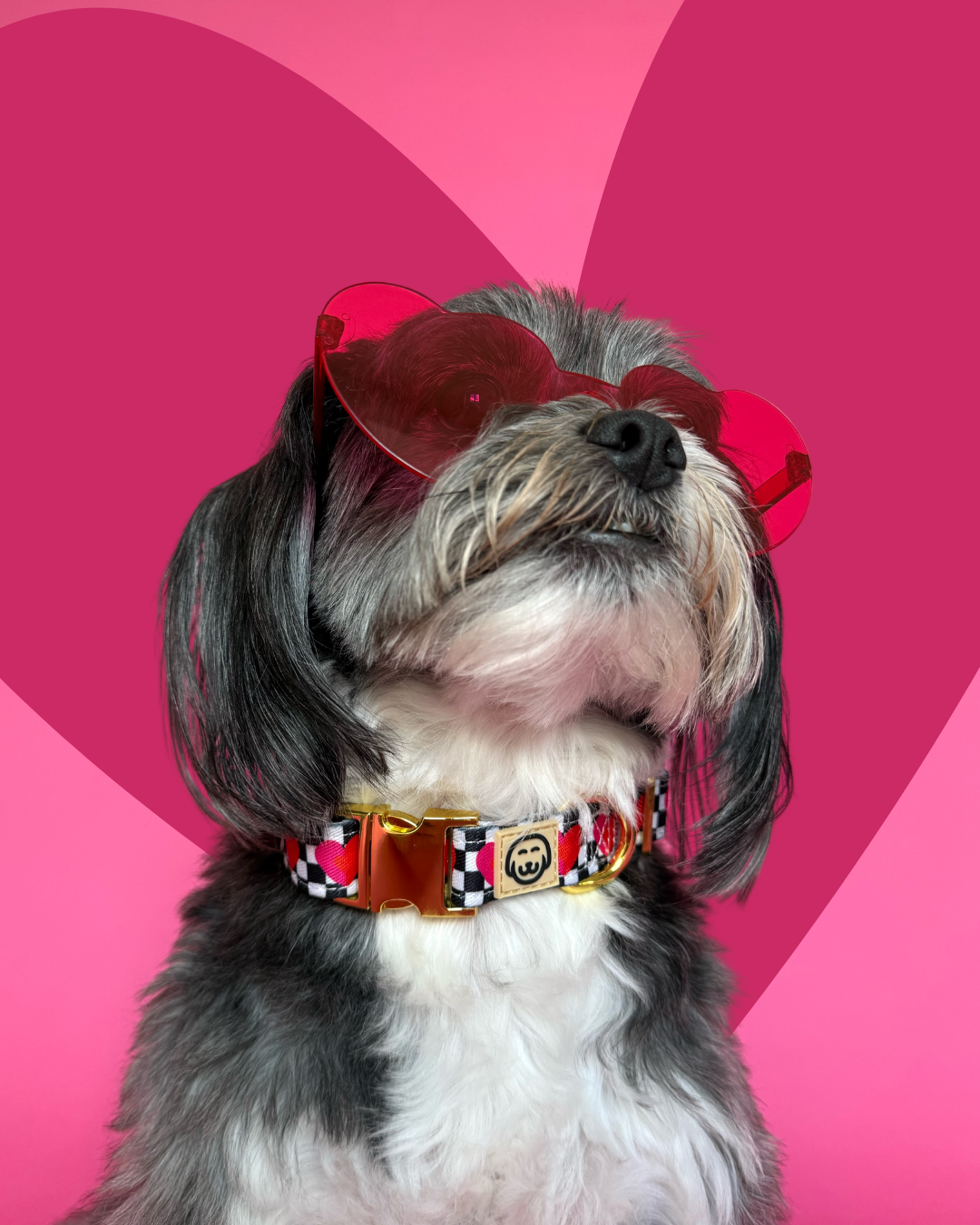 Lovebug - Dog Collar