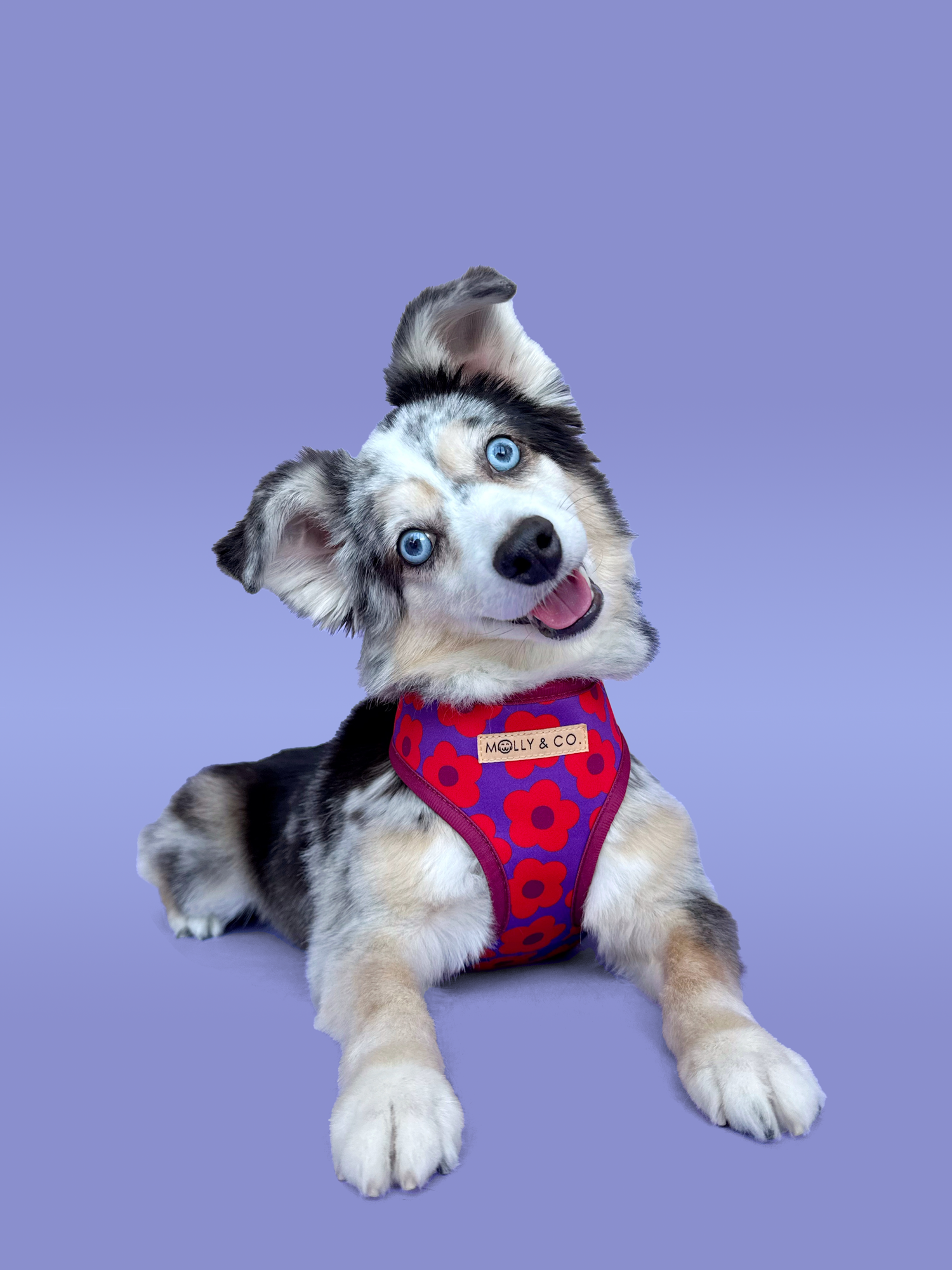 Mon Chéri - Reversible Dog Harness