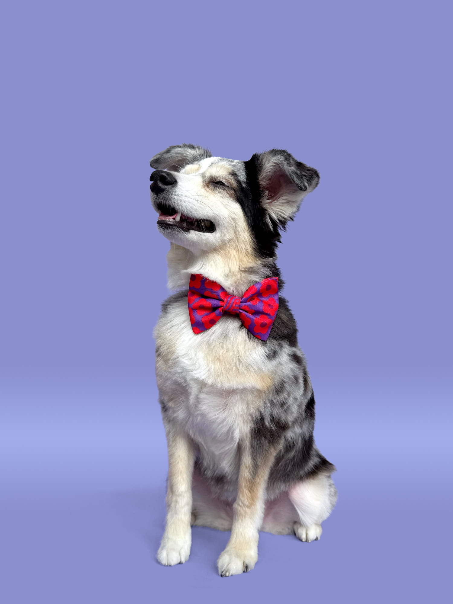 Mon Chéri - Dog Bowtie
