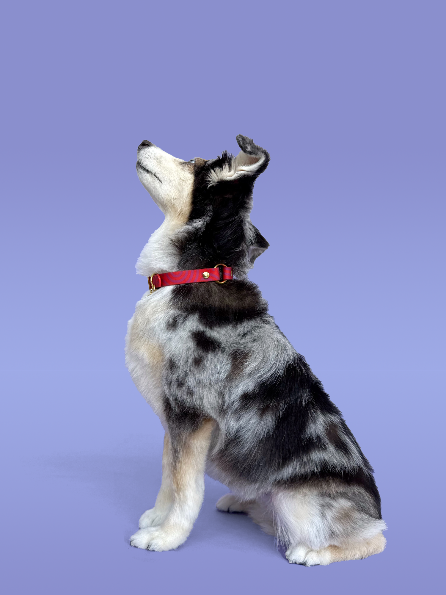 Mon Chéri - Splashproof Dog Collar