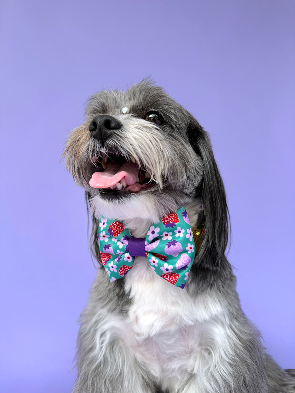 Strawberry - Dog Bowtie