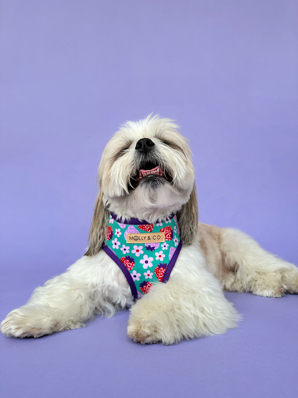 Strawberry - Reversible Dog Harness