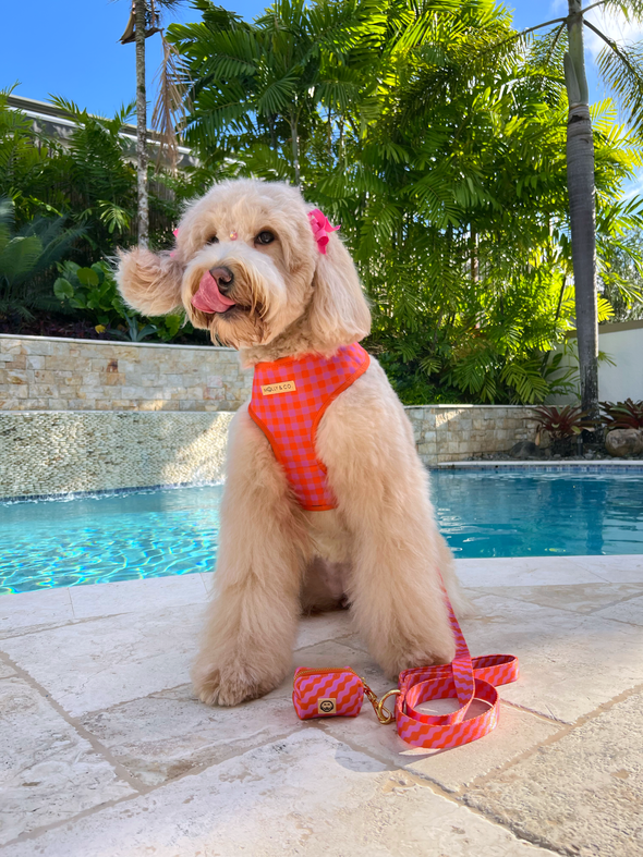 Mango - Reversible Dog Harness