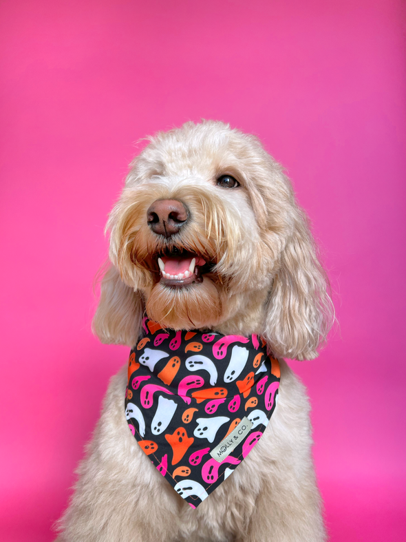 Boo! - Reversible Dog Bandana