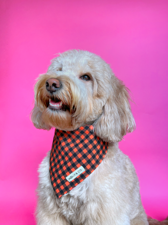 Boo! - Reversible Dog Bandana