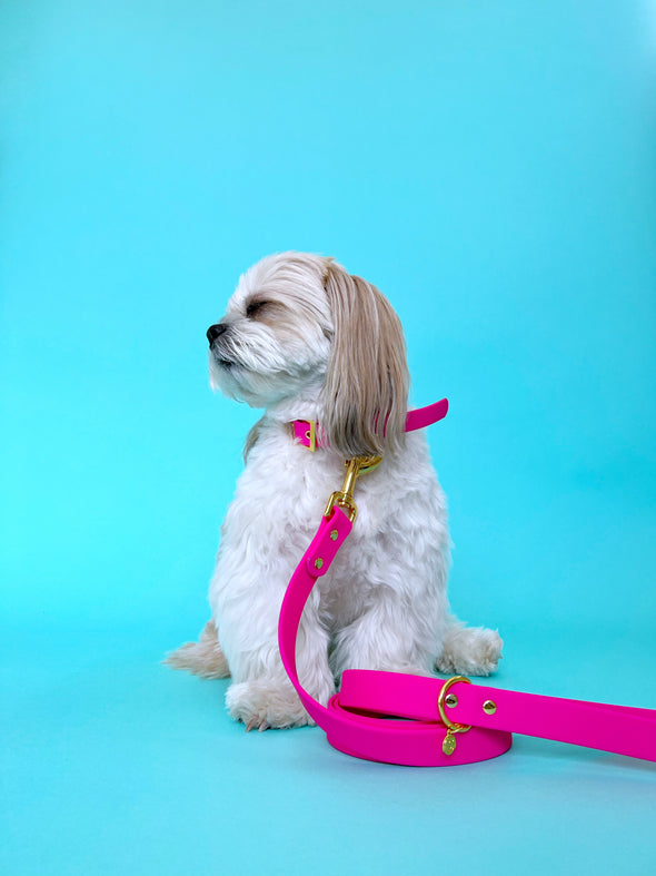 Bubblegum - Splashproof Dog Collar