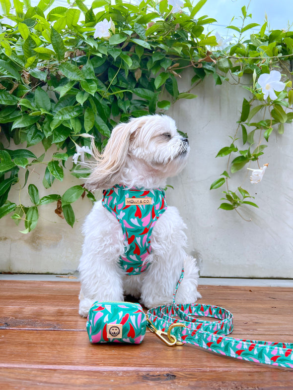 Amore - Adjustable Dog Harness