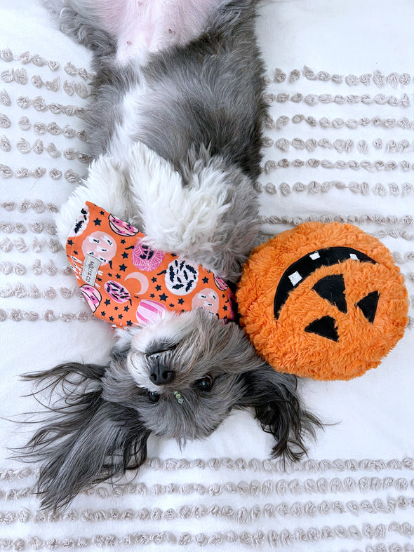 Pumpkin Star - Reversible Dog Bandana