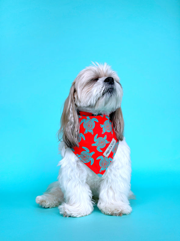 Turtle Trails - Reversible Dog Bandana