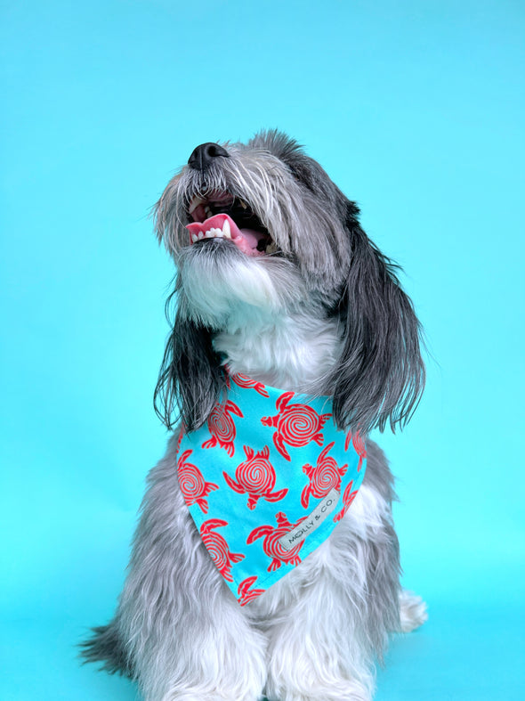 Turtle Trails - Reversible Dog Bandana