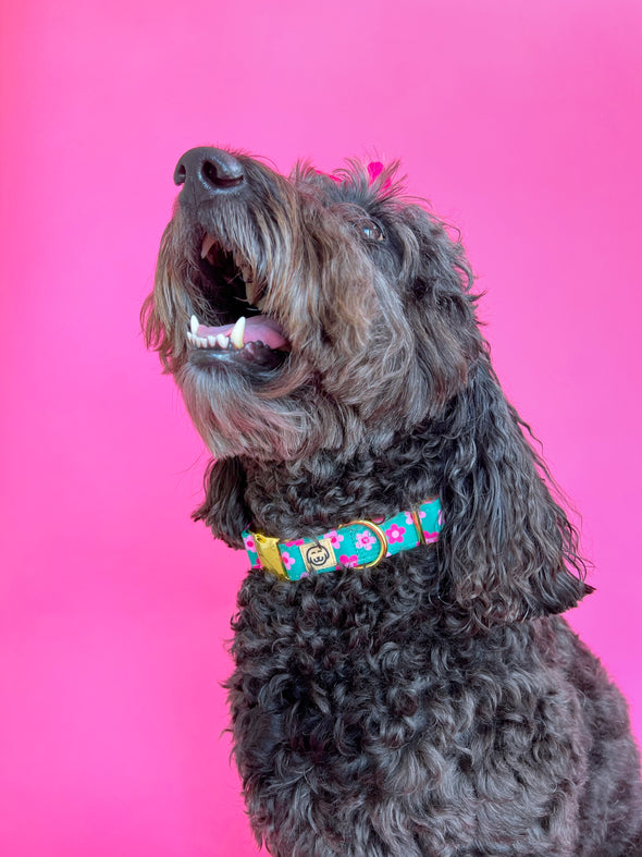 Petunia - Dog Collar