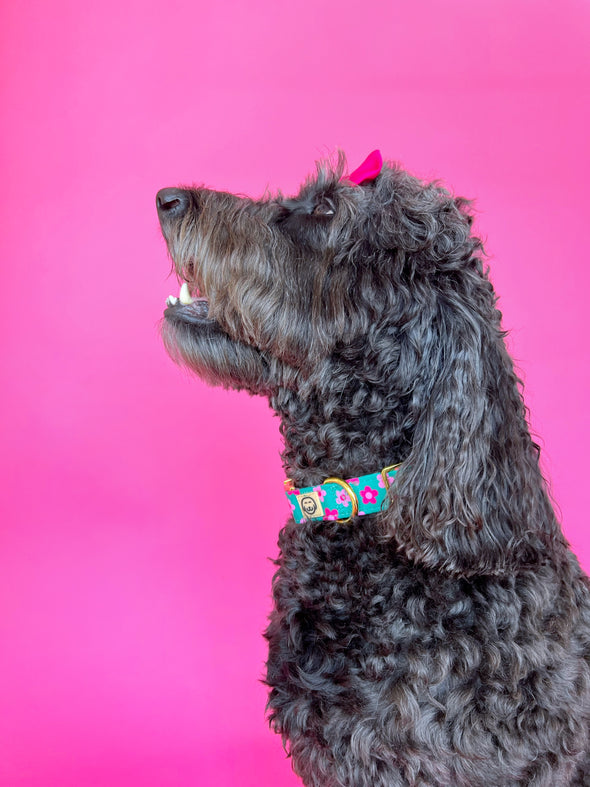 Petunia - Dog Collar