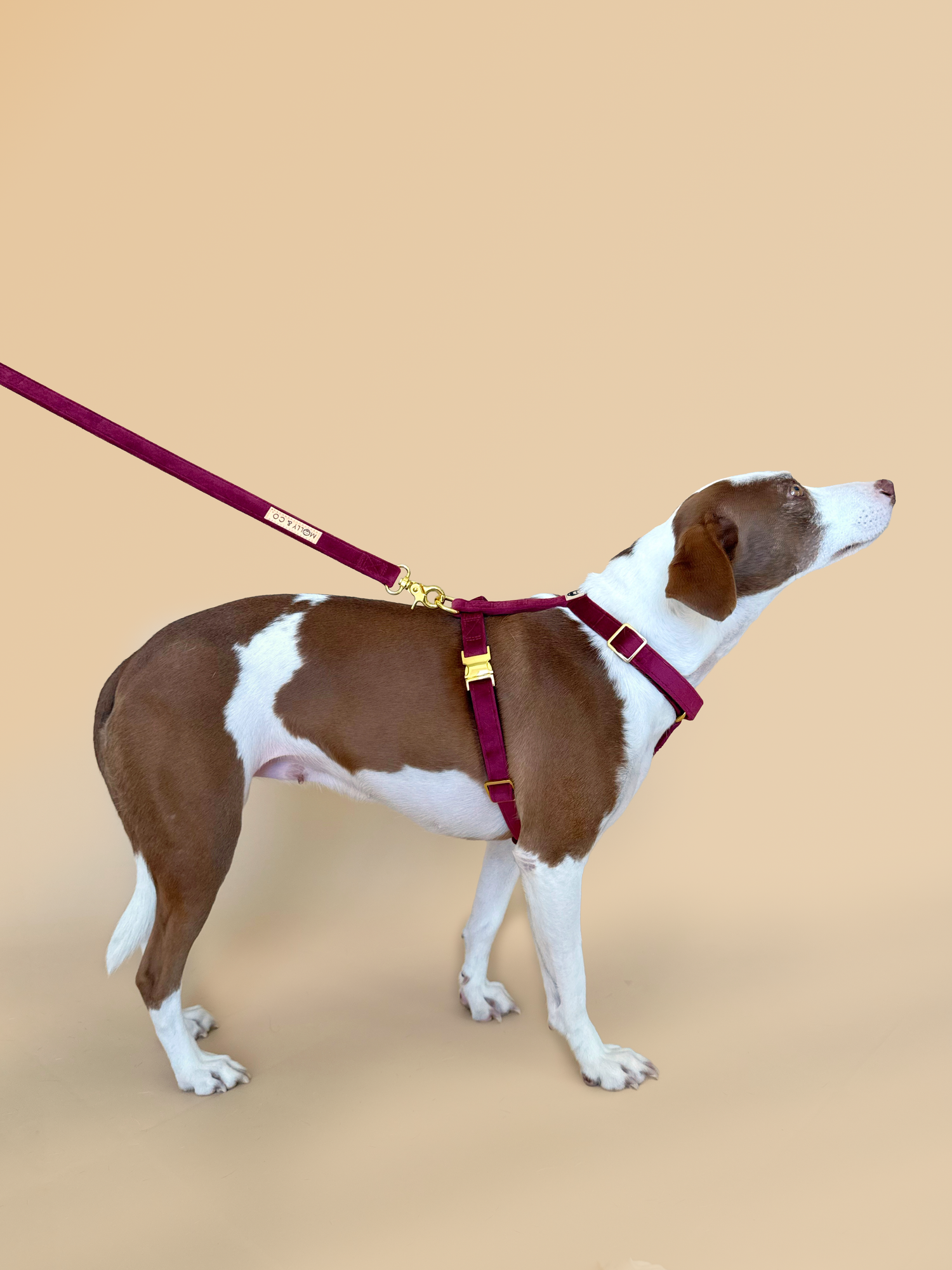 Merlot Velvet - Walking Bundle