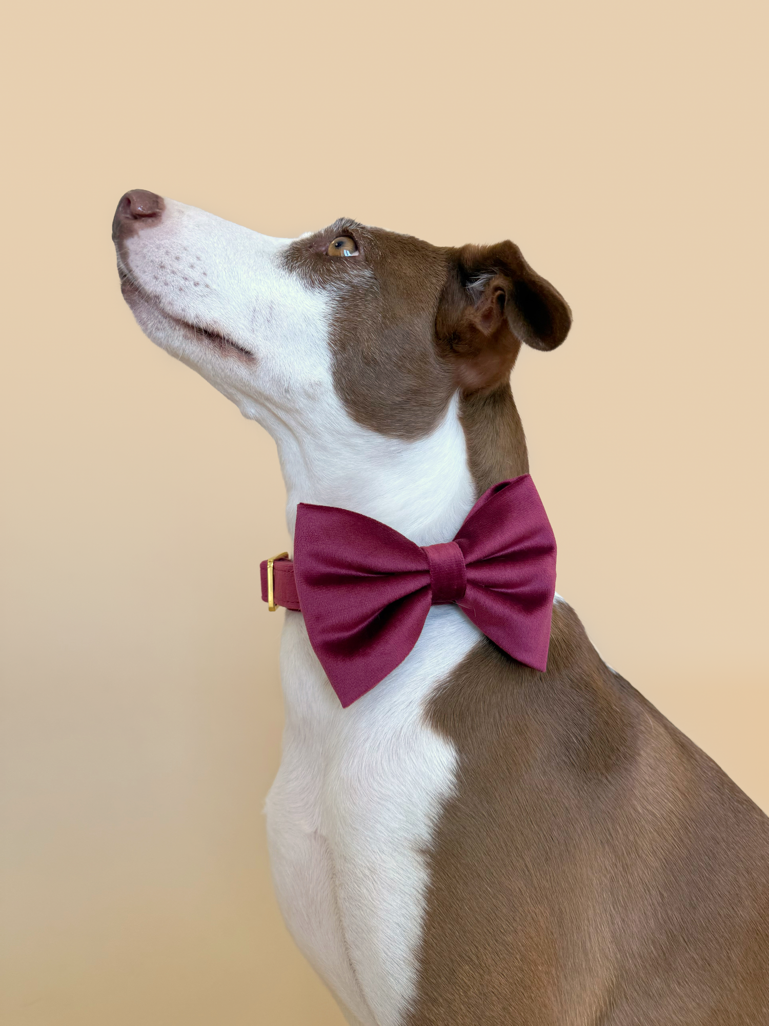 Merlot Velvet - Dog Bowtie