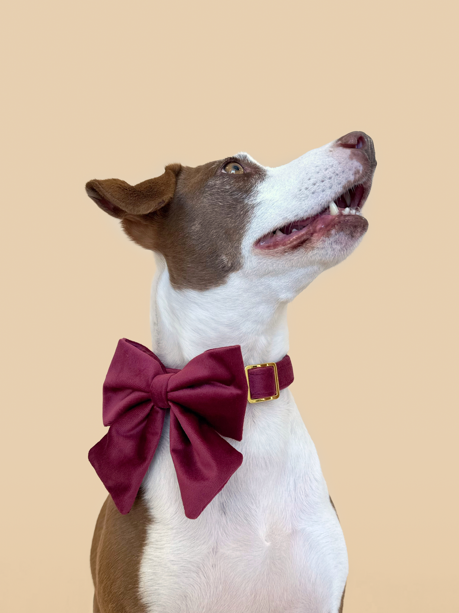 Merlot Velvet - Dog Sailor Bowtie