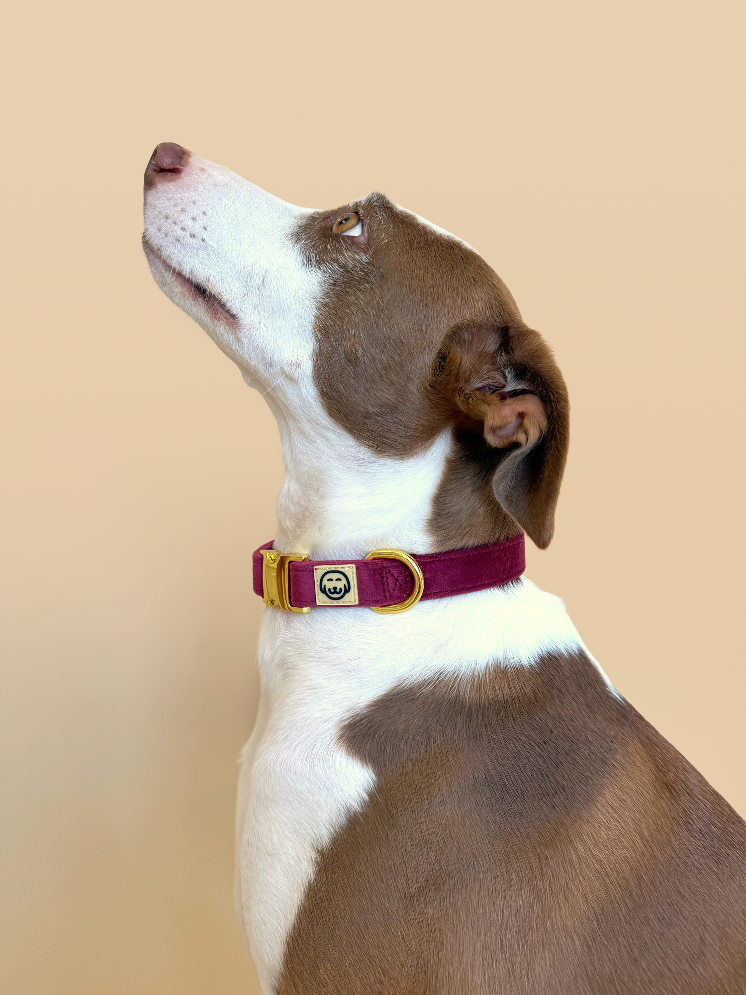 Merlot Velvet- Dog Collar