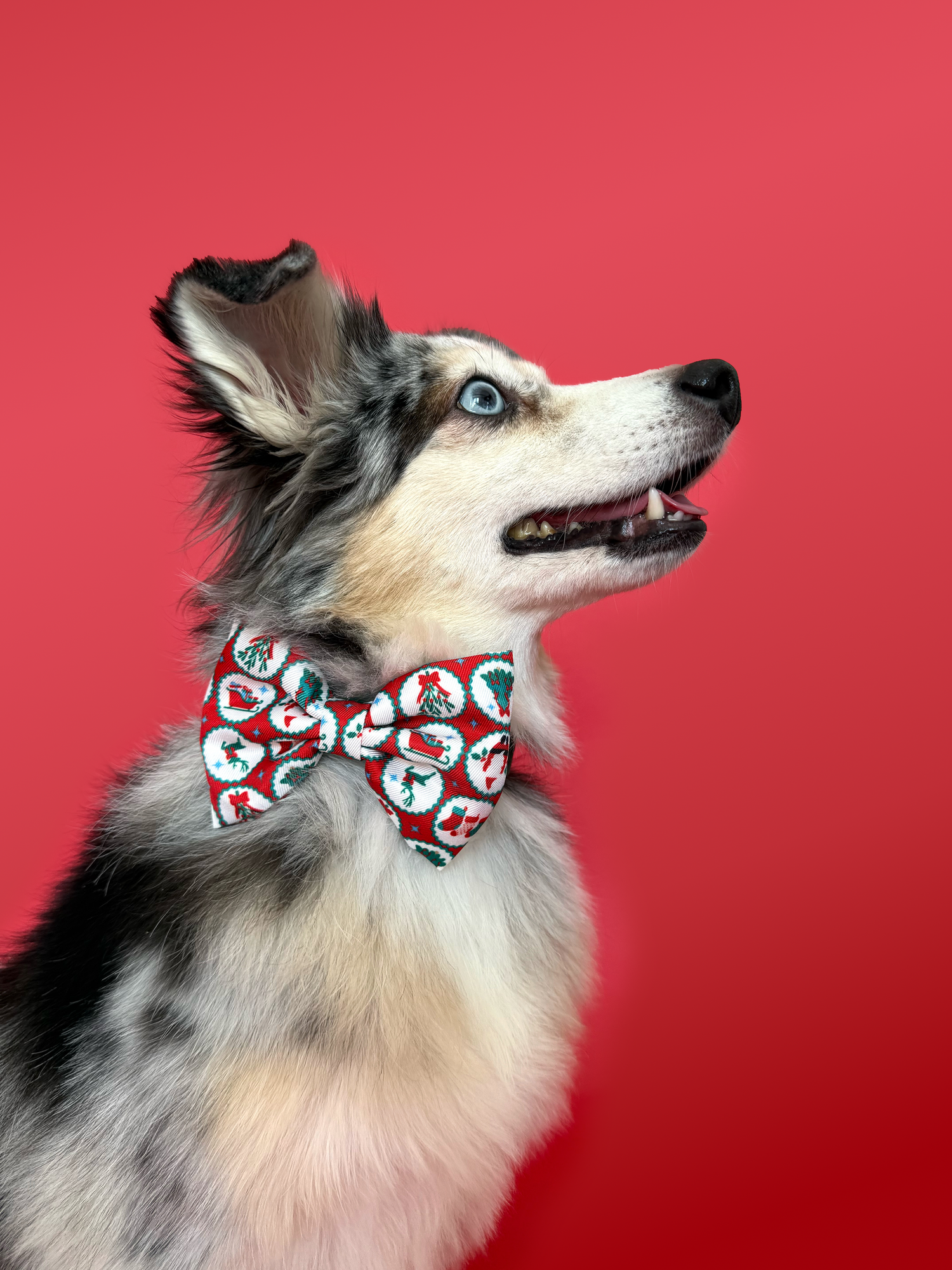 Santa's Workshop - Dog Bowtie
