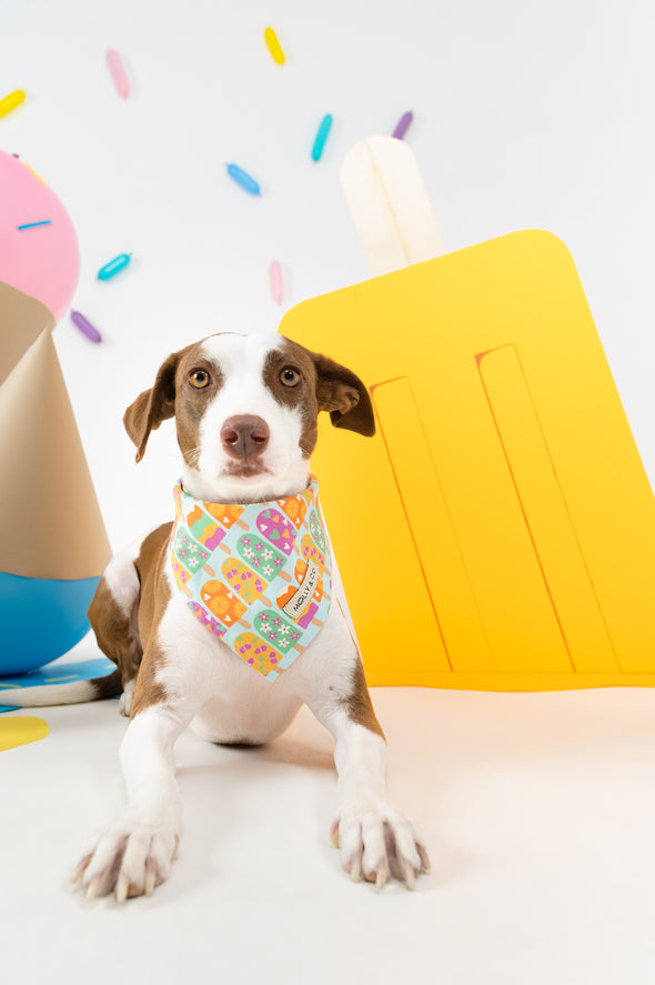 Ice Pop - Reversible Dog Bandana