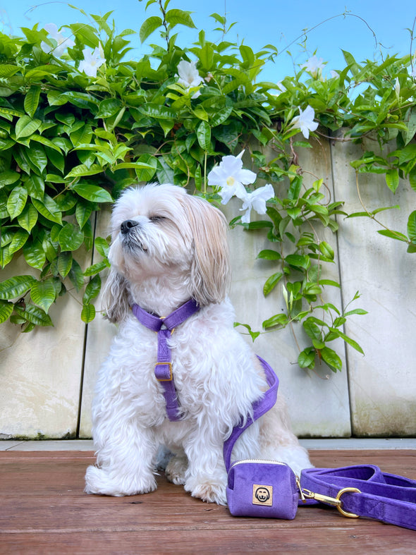 Violet Velvet - Adjustable Strap Dog Harness