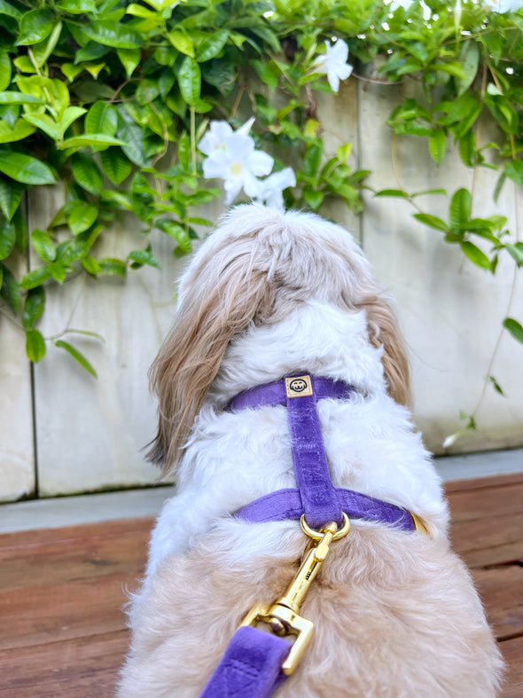 Violet Velvet - Adjustable Strap Dog Harness